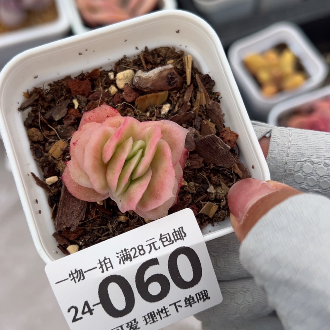 冰玫瑰多肉多肉多肉