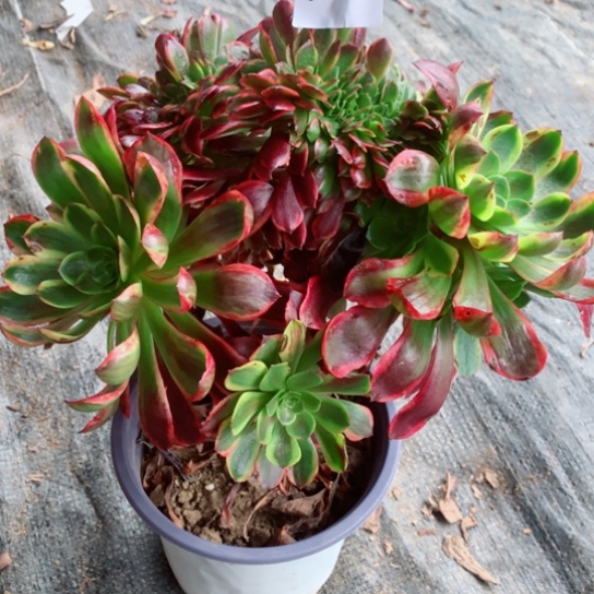 蓝**翔多肉植物欧嘉莉缀722