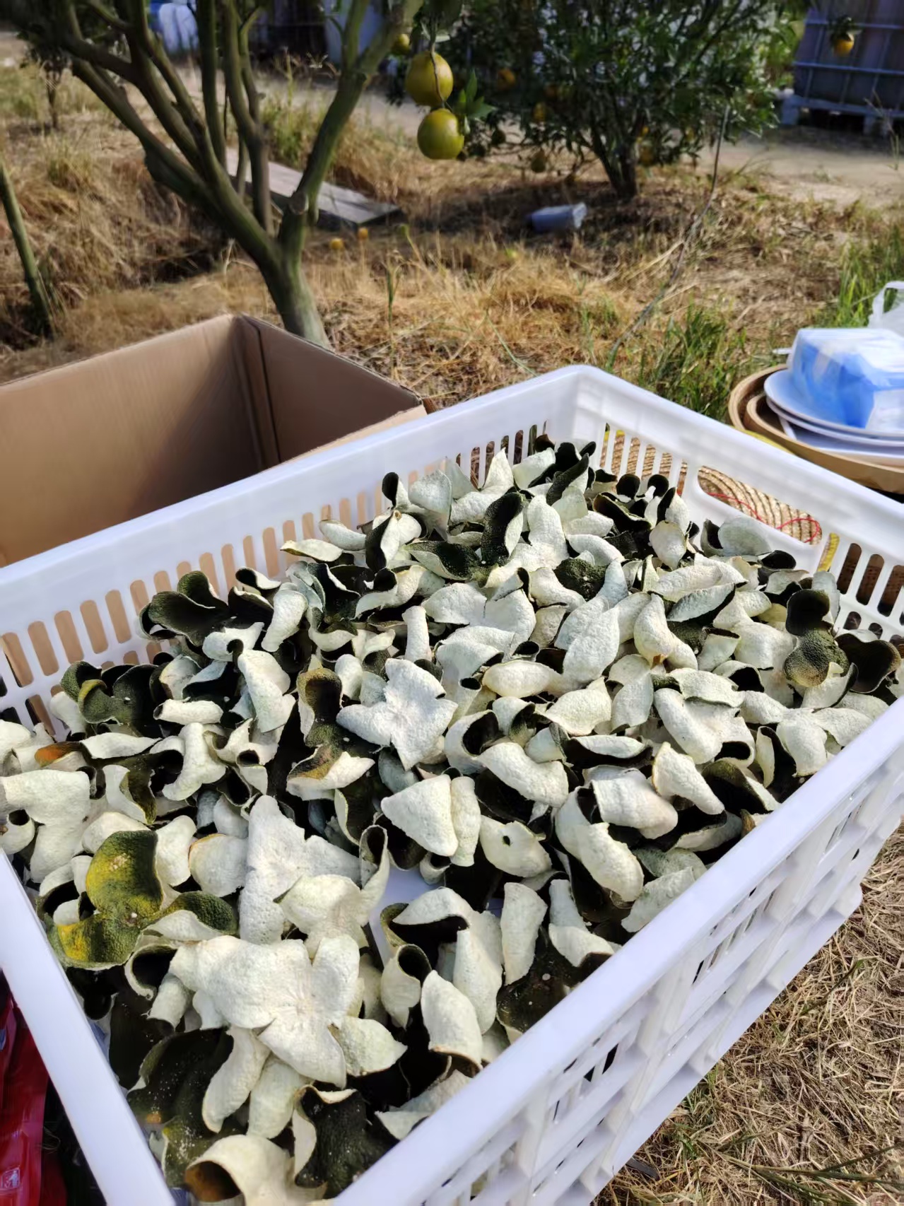 【芬姐精选】2025年新会 大青皮