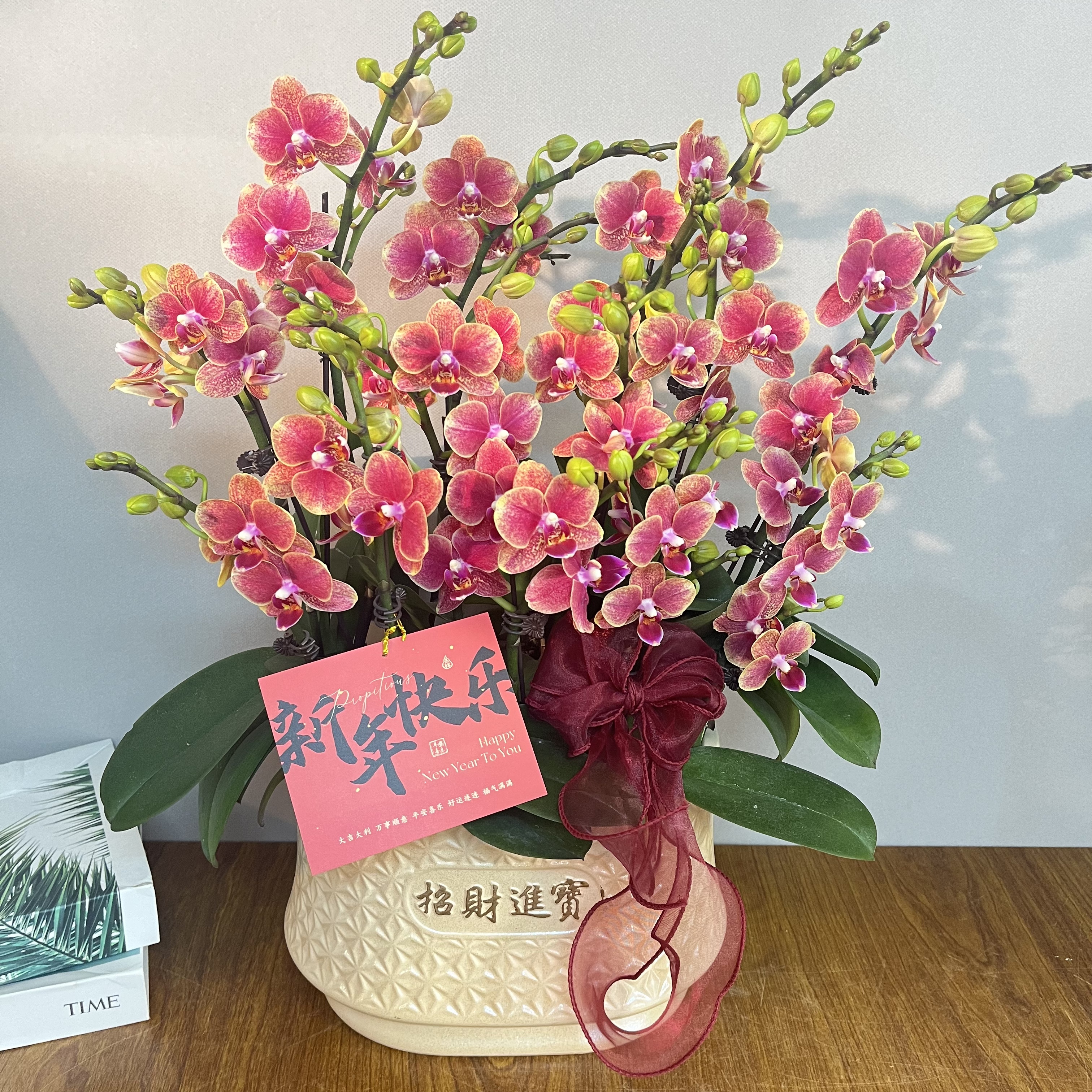 （聚宝盆）年宵花过年爆款好养耐花期长蝴蝶兰鲜花室内送礼高端花