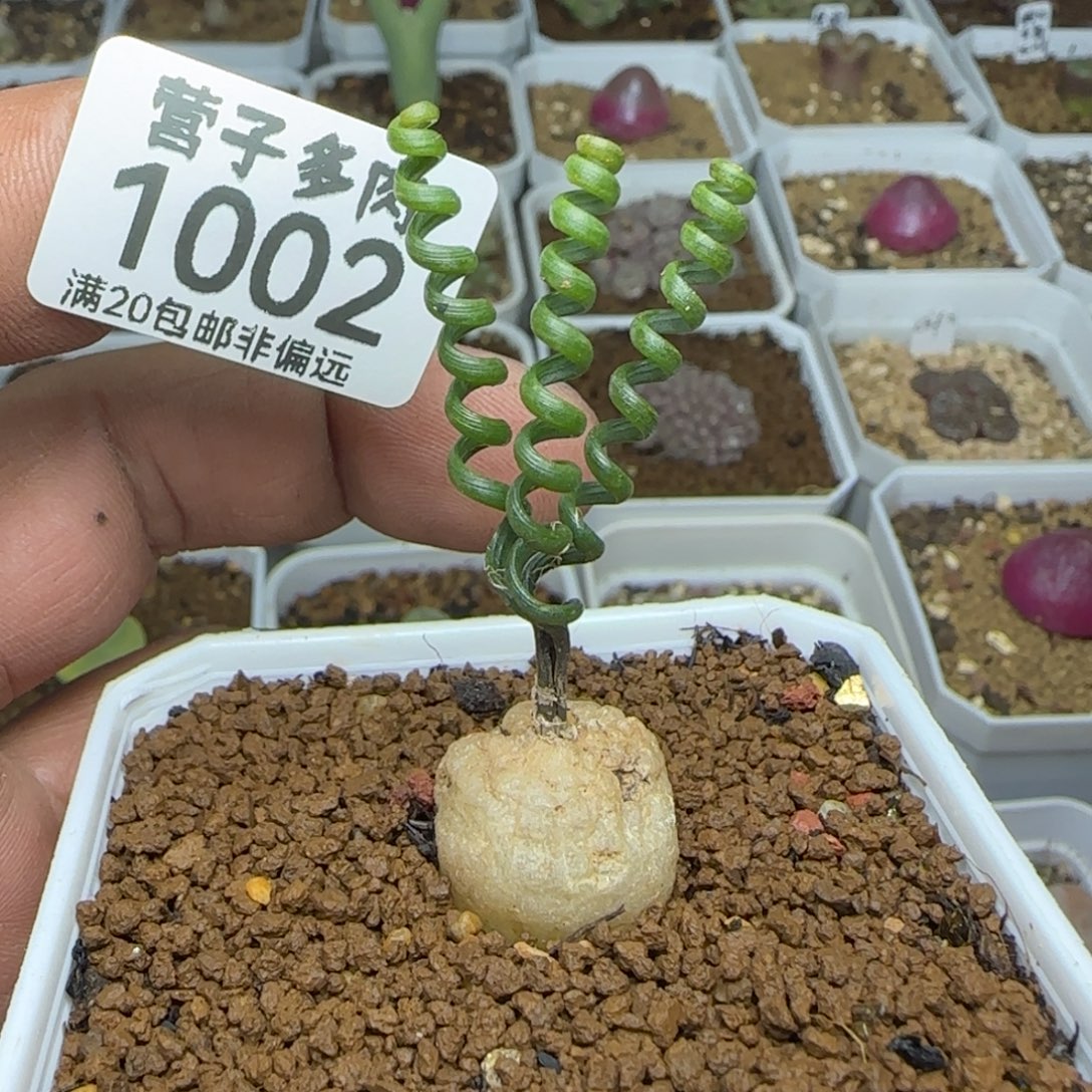 钢丝弹簧草脱土。         