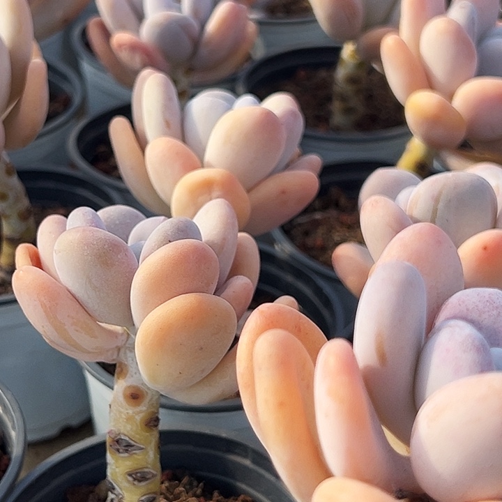 橙雪球       福利多多