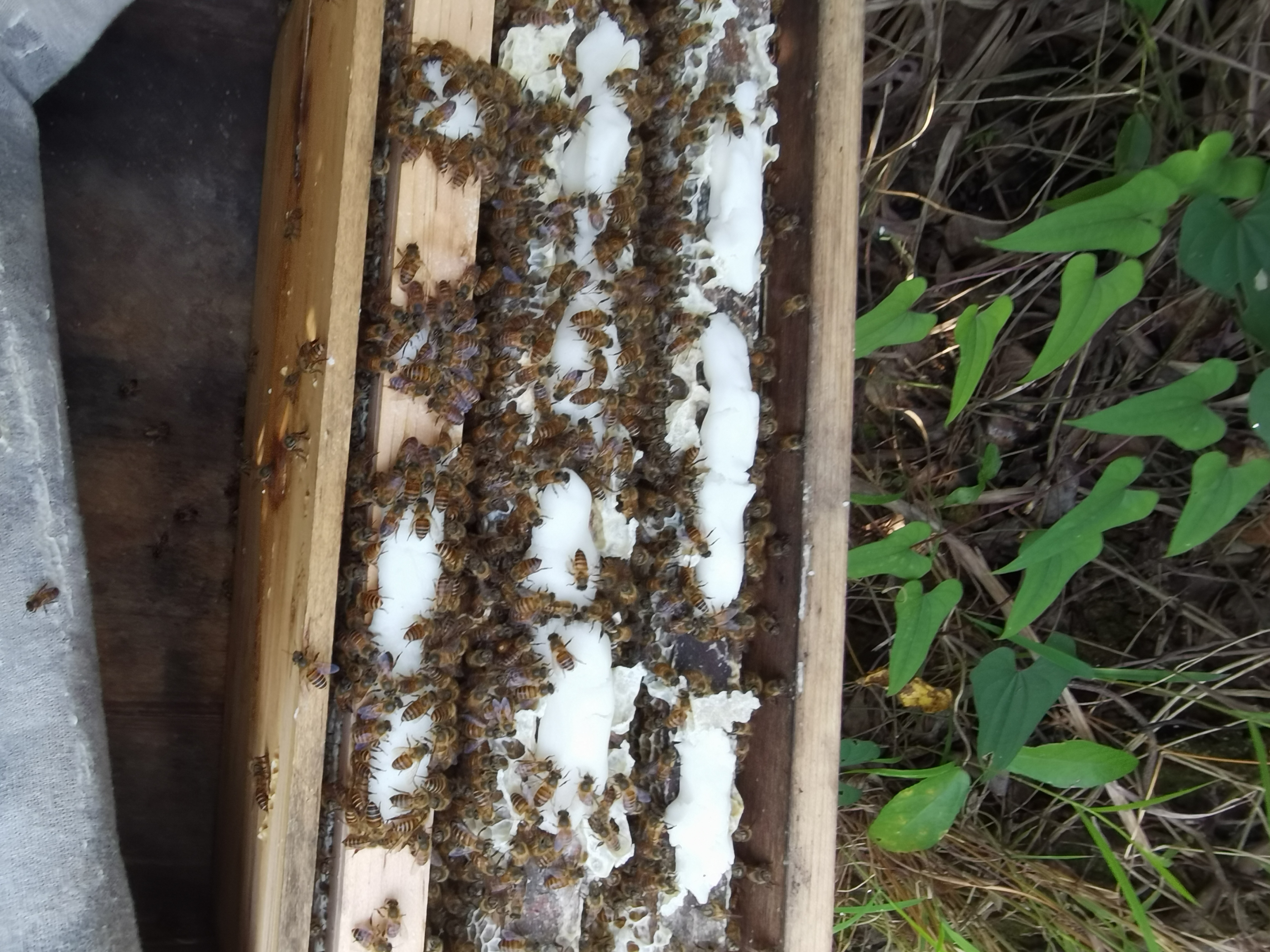 蜜蜂通用固体饲料繁蜂专用白天饲喂不盗蜂蜂粮