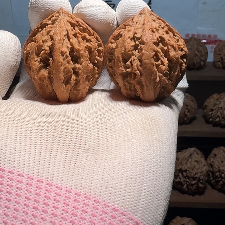 秦岭野生粗筋八棱