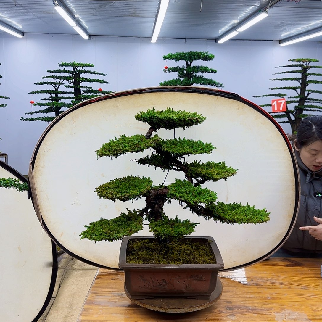 无花朵盆景直播间一物一拍