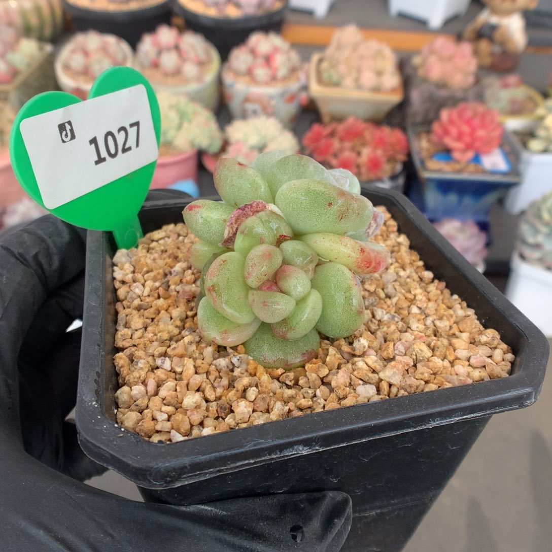 1027 冰玉石化多肉