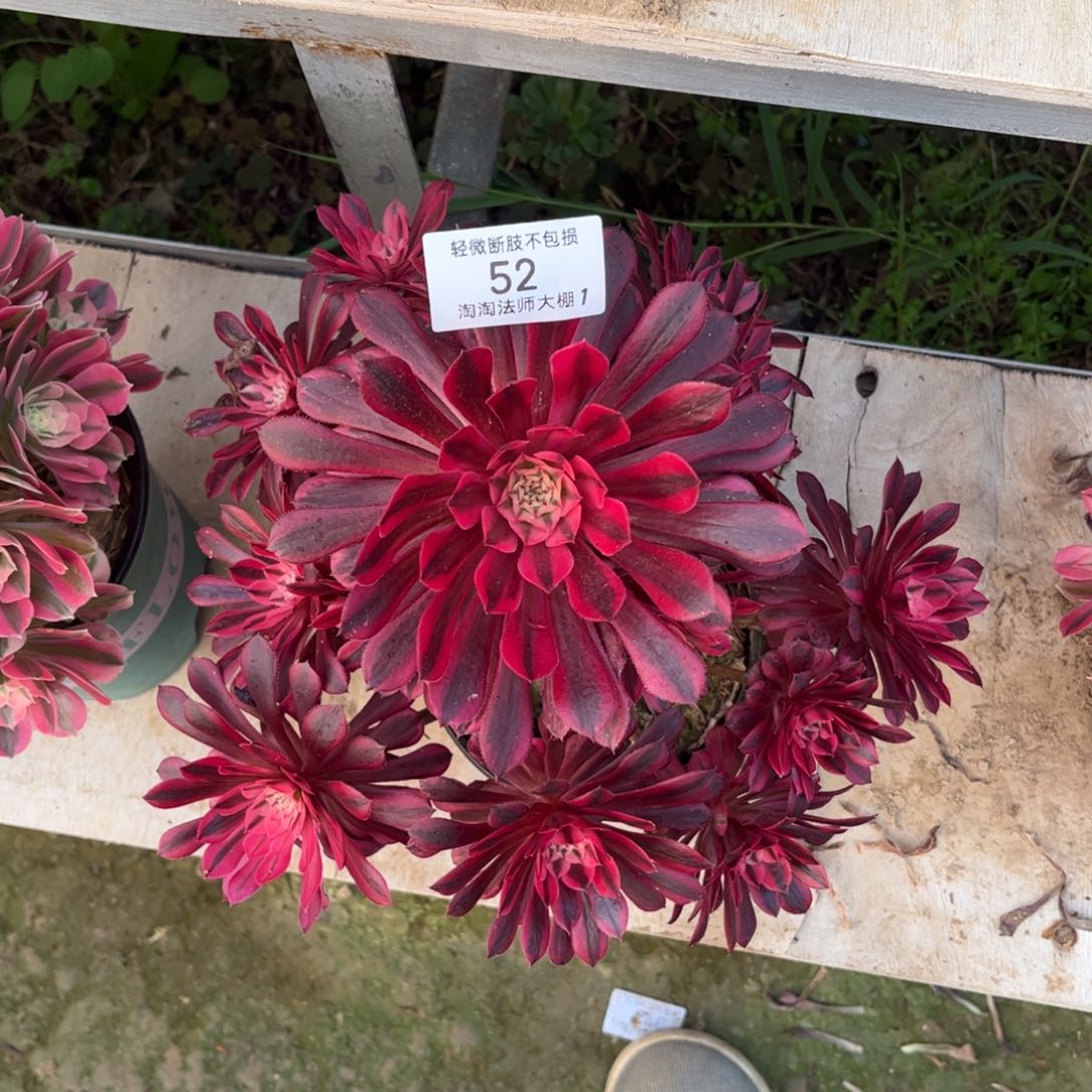 52月亮石多肉植物法师