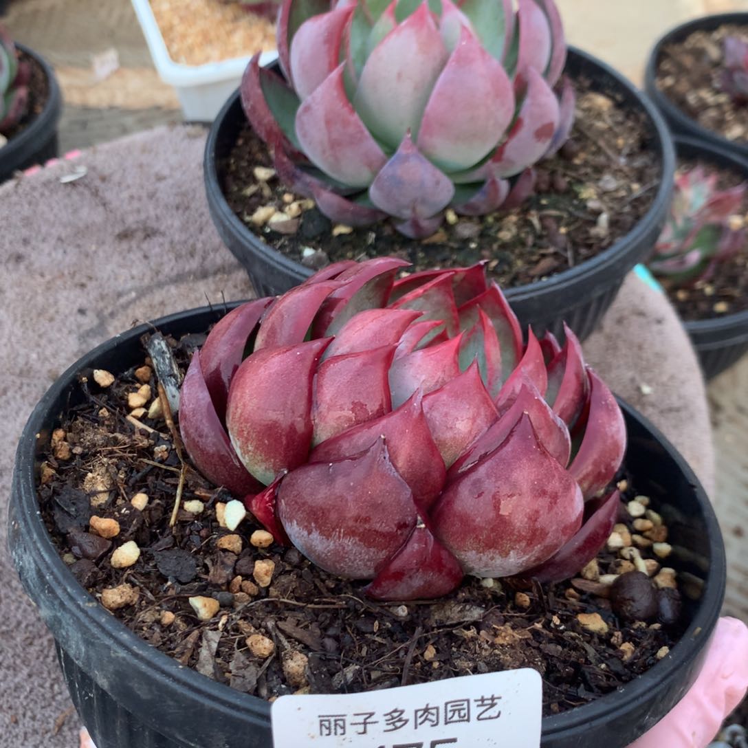 175号多肉植物9厘米