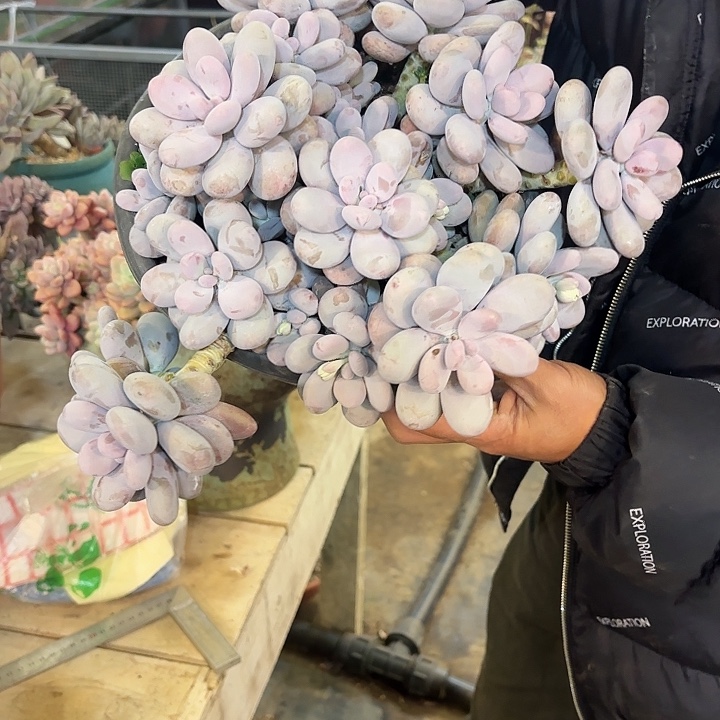 鸡蛋美人群生老桩整装多肉