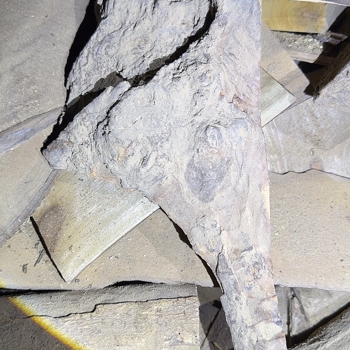 氟****金丝楠木小叶桢楠