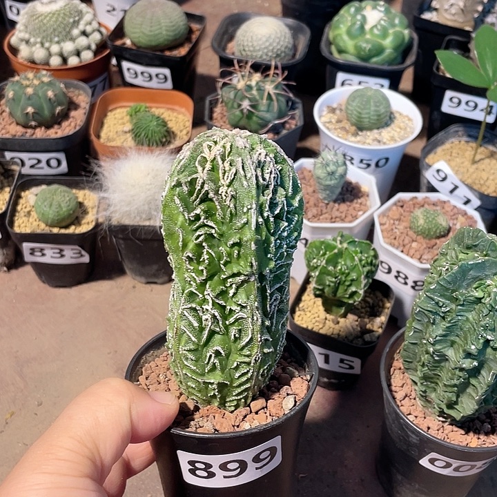 899实生大核桃柱子