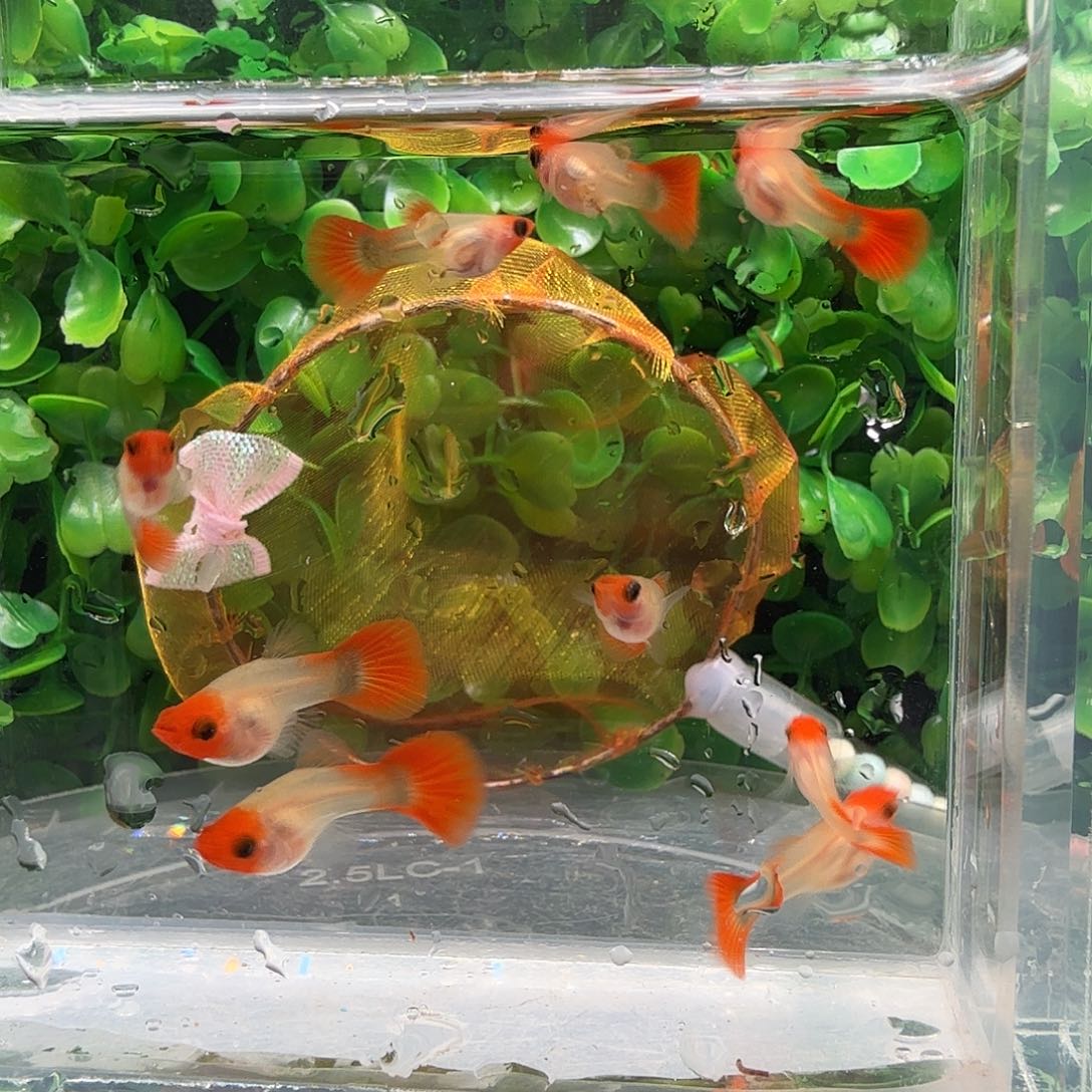 孔雀鱼红头深蓝玻璃猫一缸苗