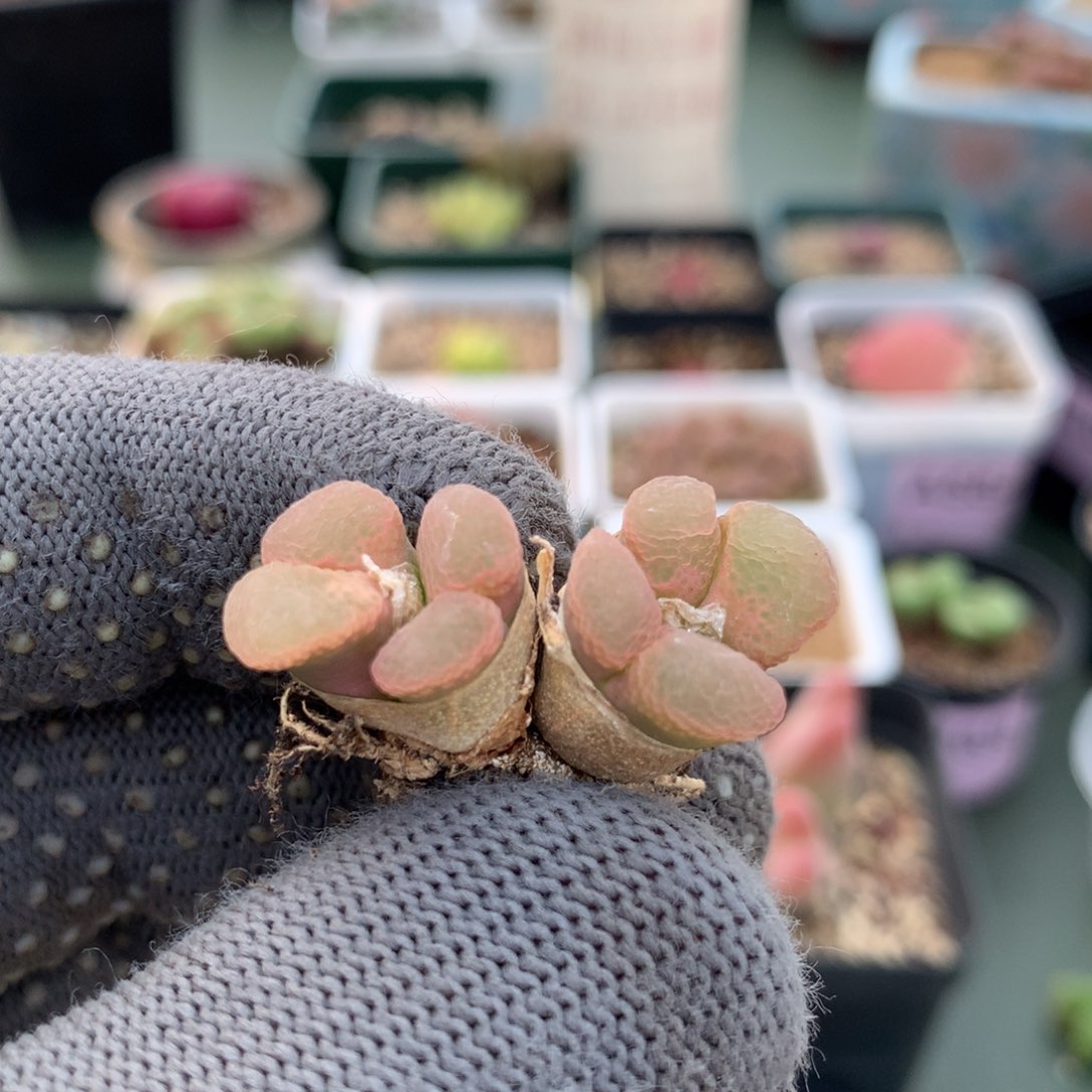 a713粉樱风铃母本