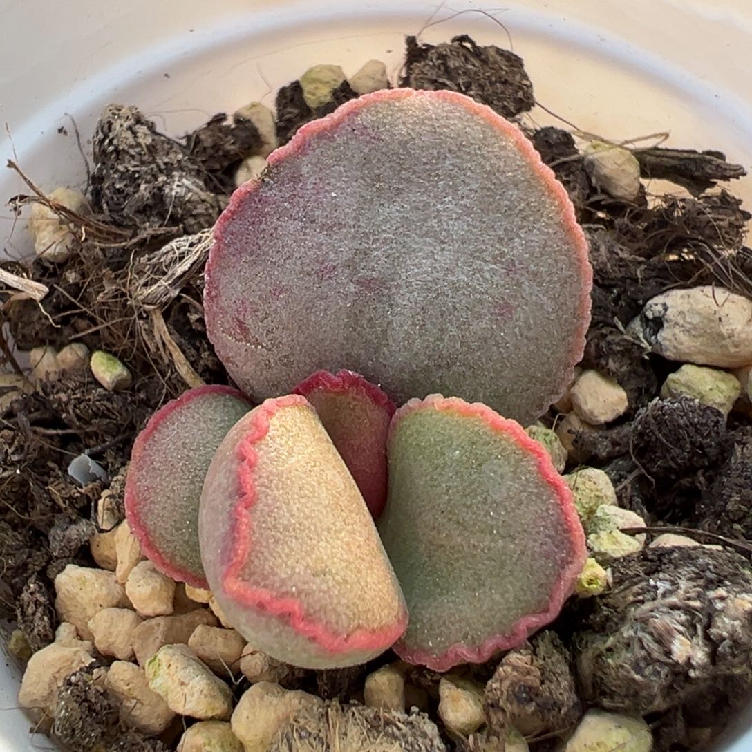 018-23号多肉植物水泡