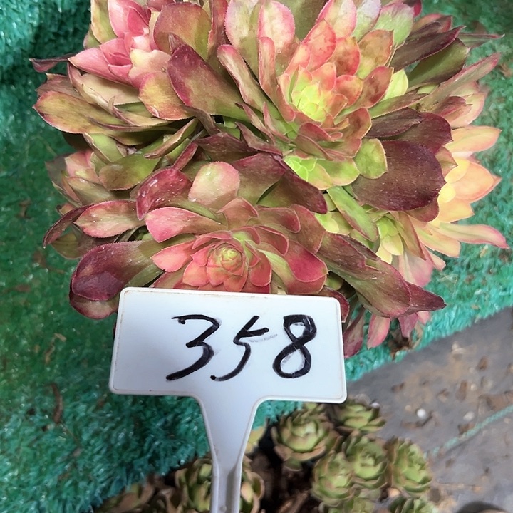 多肉植物雅典娜法师