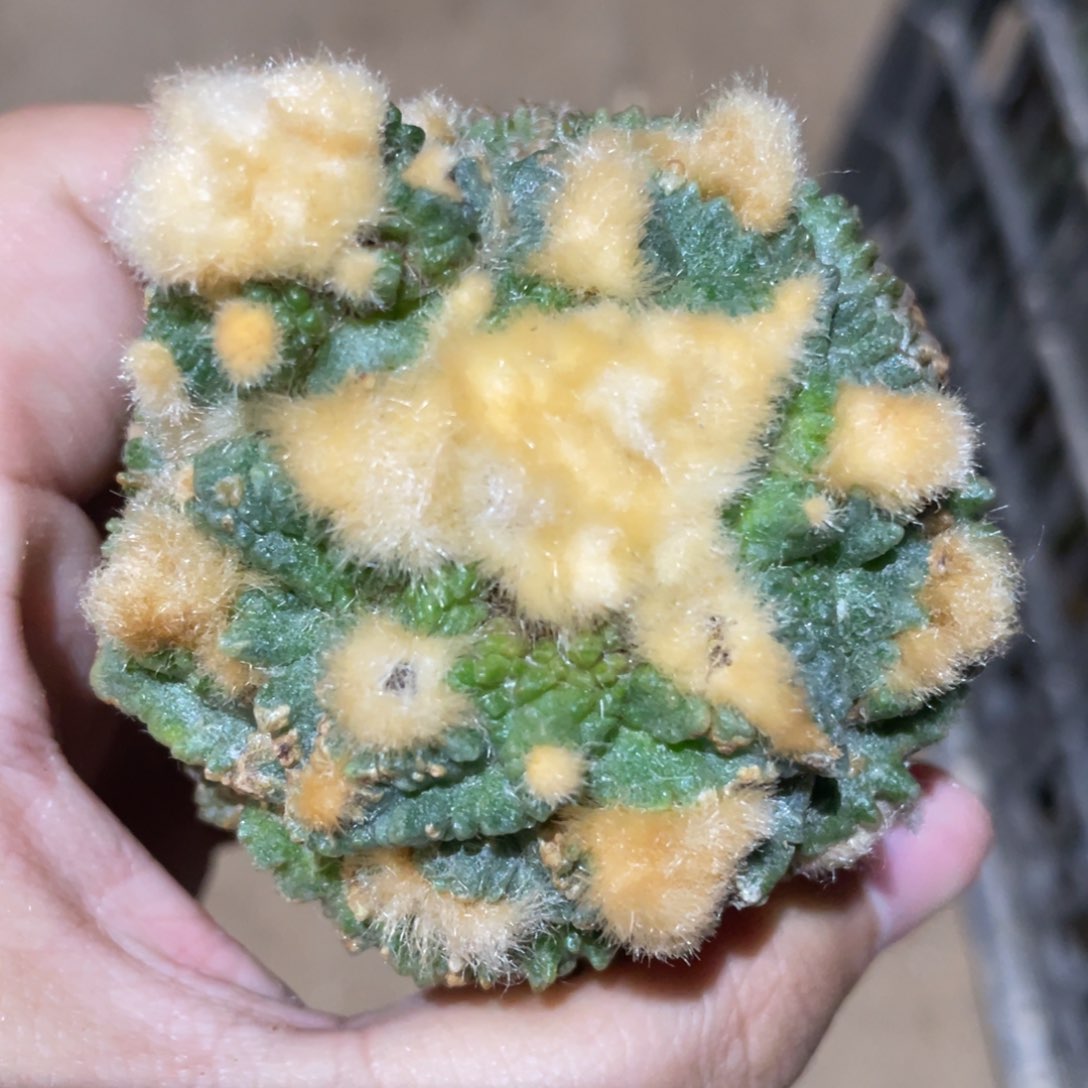 金毛龟甲牡丹 931 仙人球