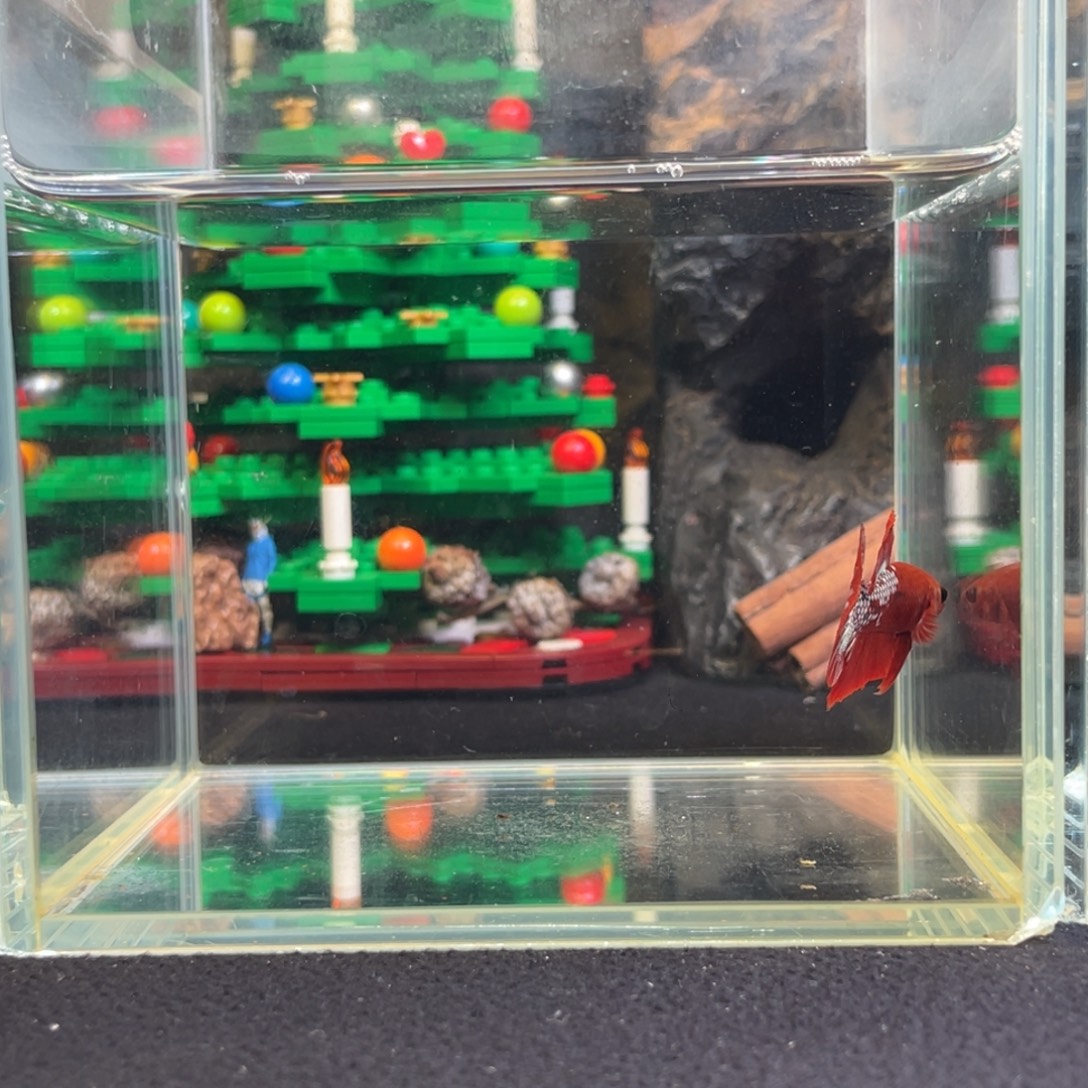 斗鱼十二月二十三日竞价