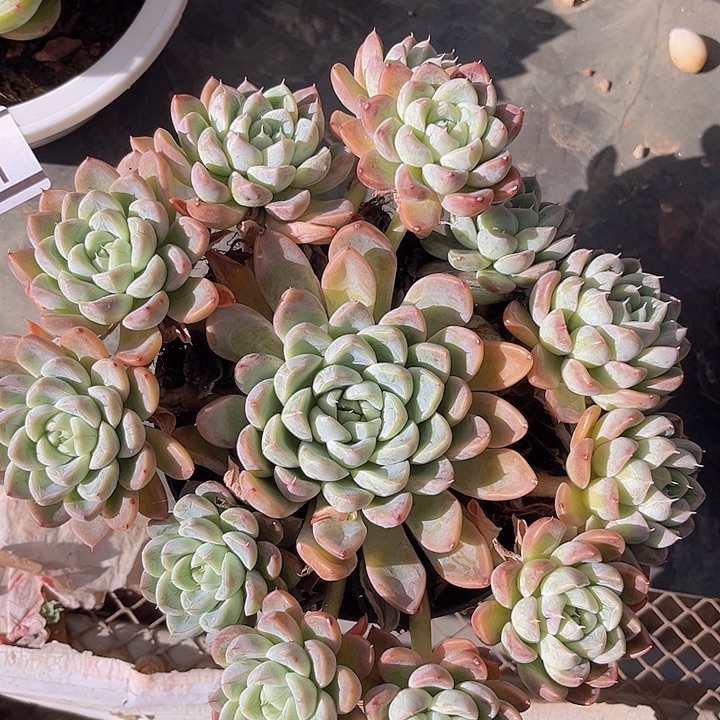 艾莎公主27131多肉植物