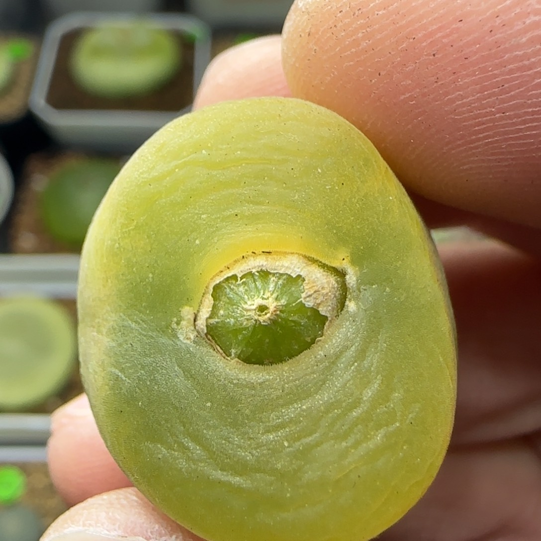 香蕉色多肉植物103