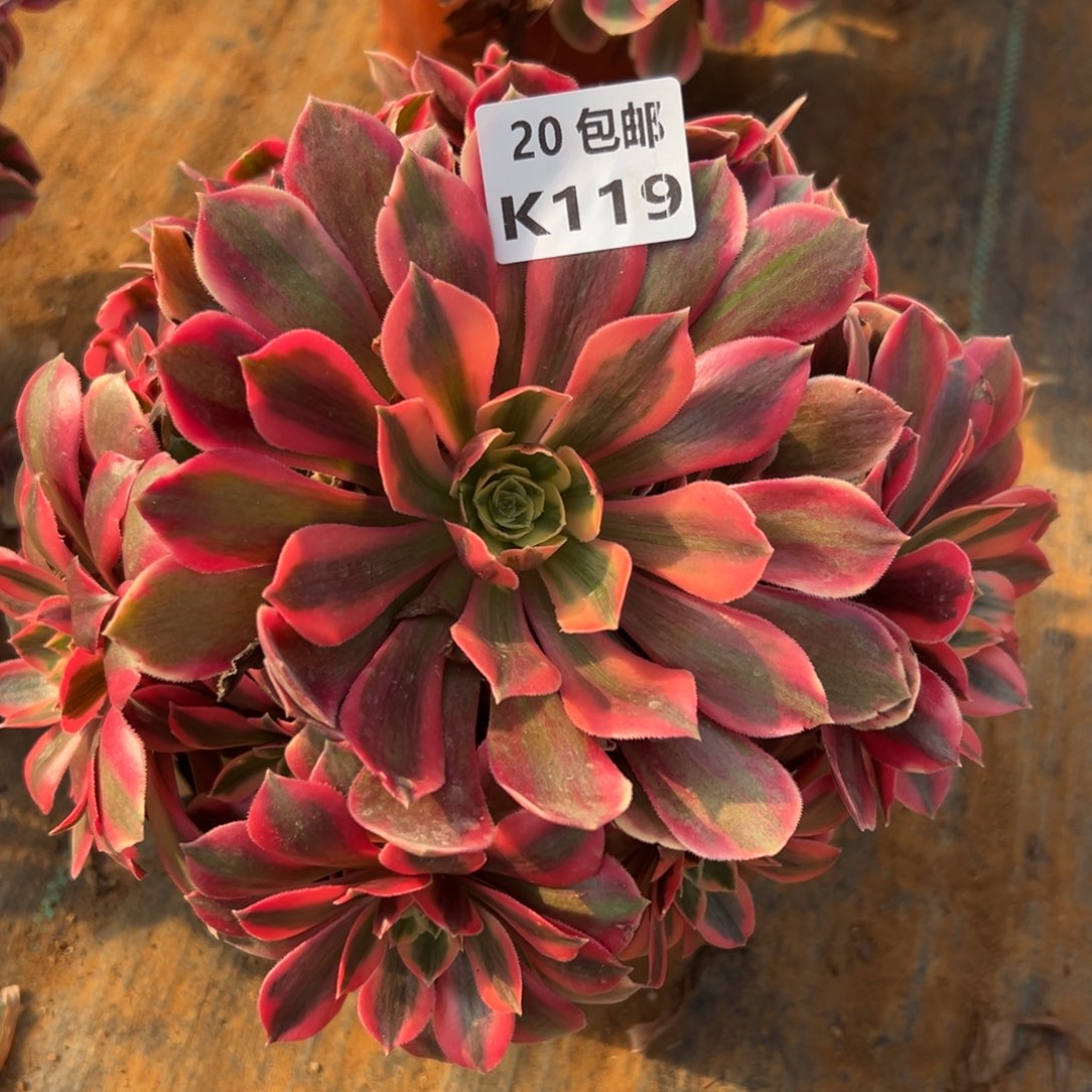 119女妖多肉法师和铜肉法师