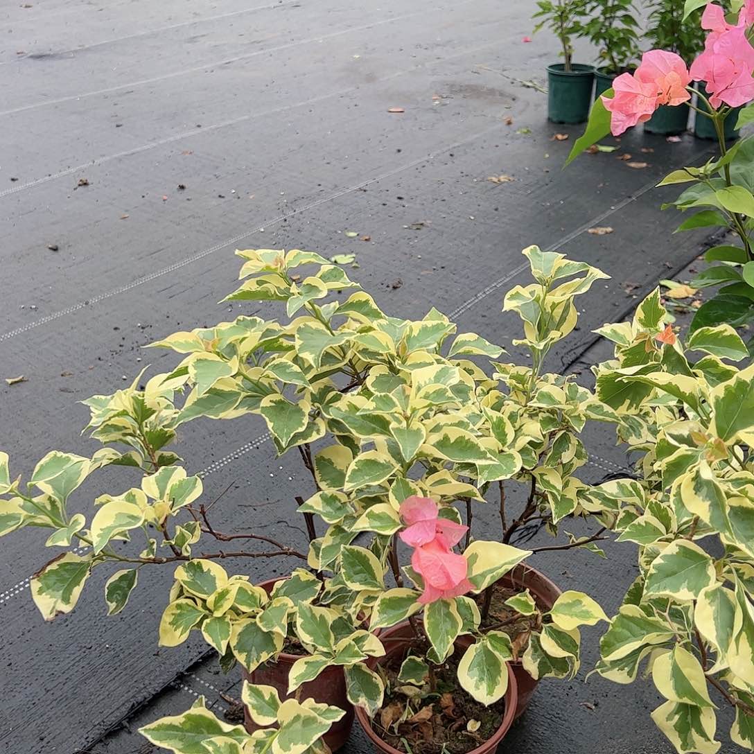 大部分开放少量花苞橙冰掌中宝一棵