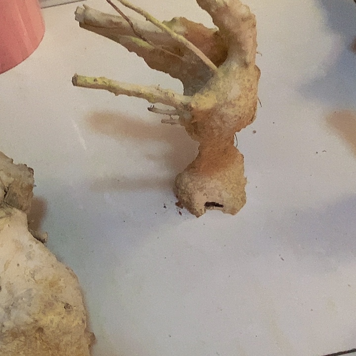 乐***乐黄杨木等多种矿产