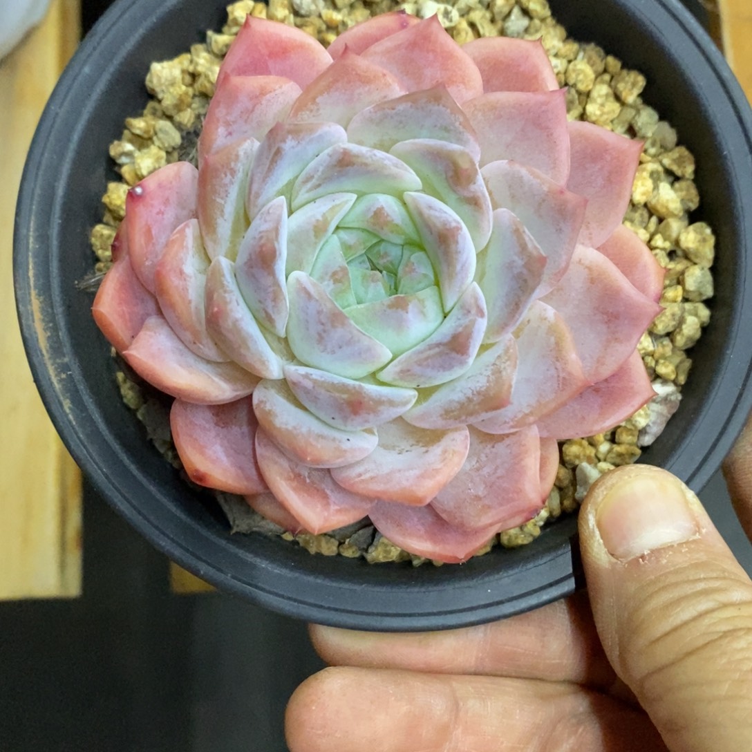 精品多肉一物一拍不包整423