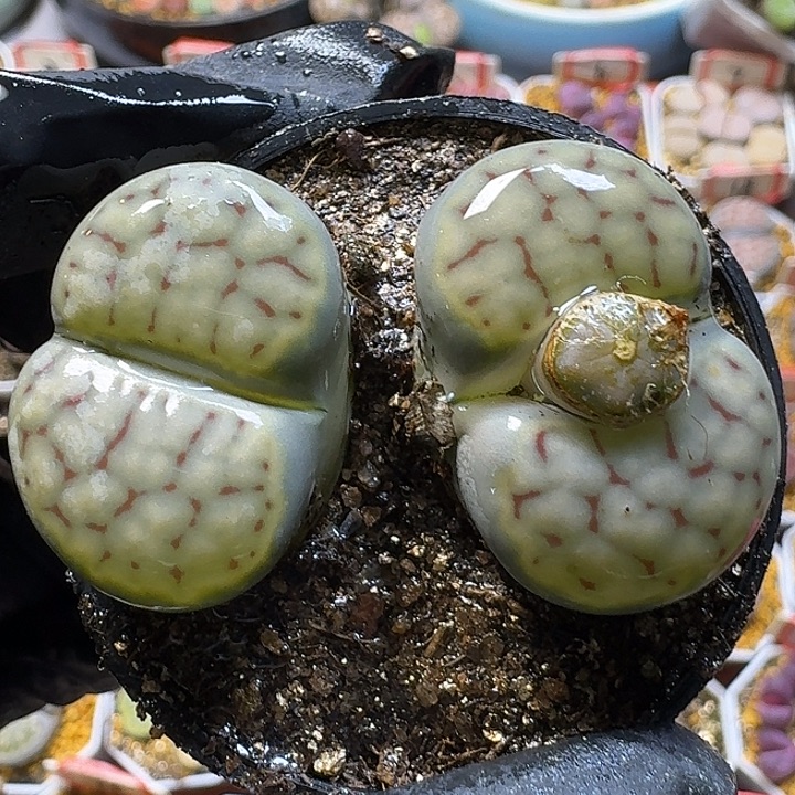 生石花111111。  大招福。  285