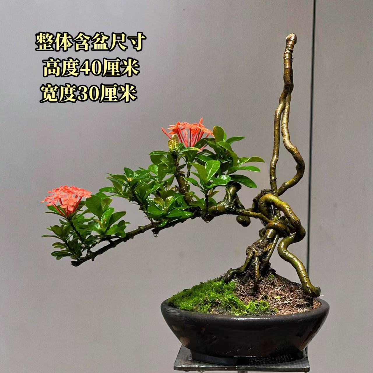 【叶胜园艺】精品小叶龙船花功夫桩盆景