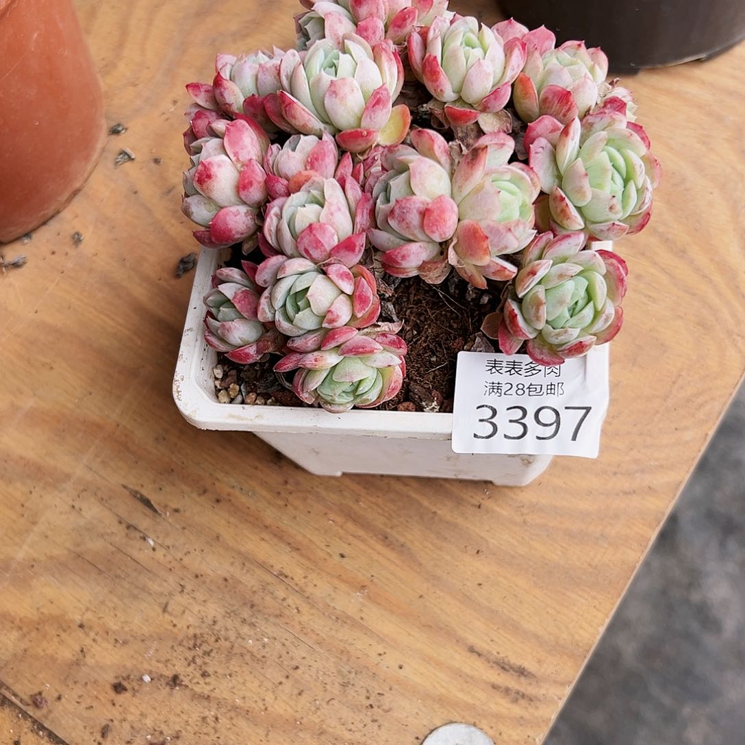 9号二*我们的确是3397