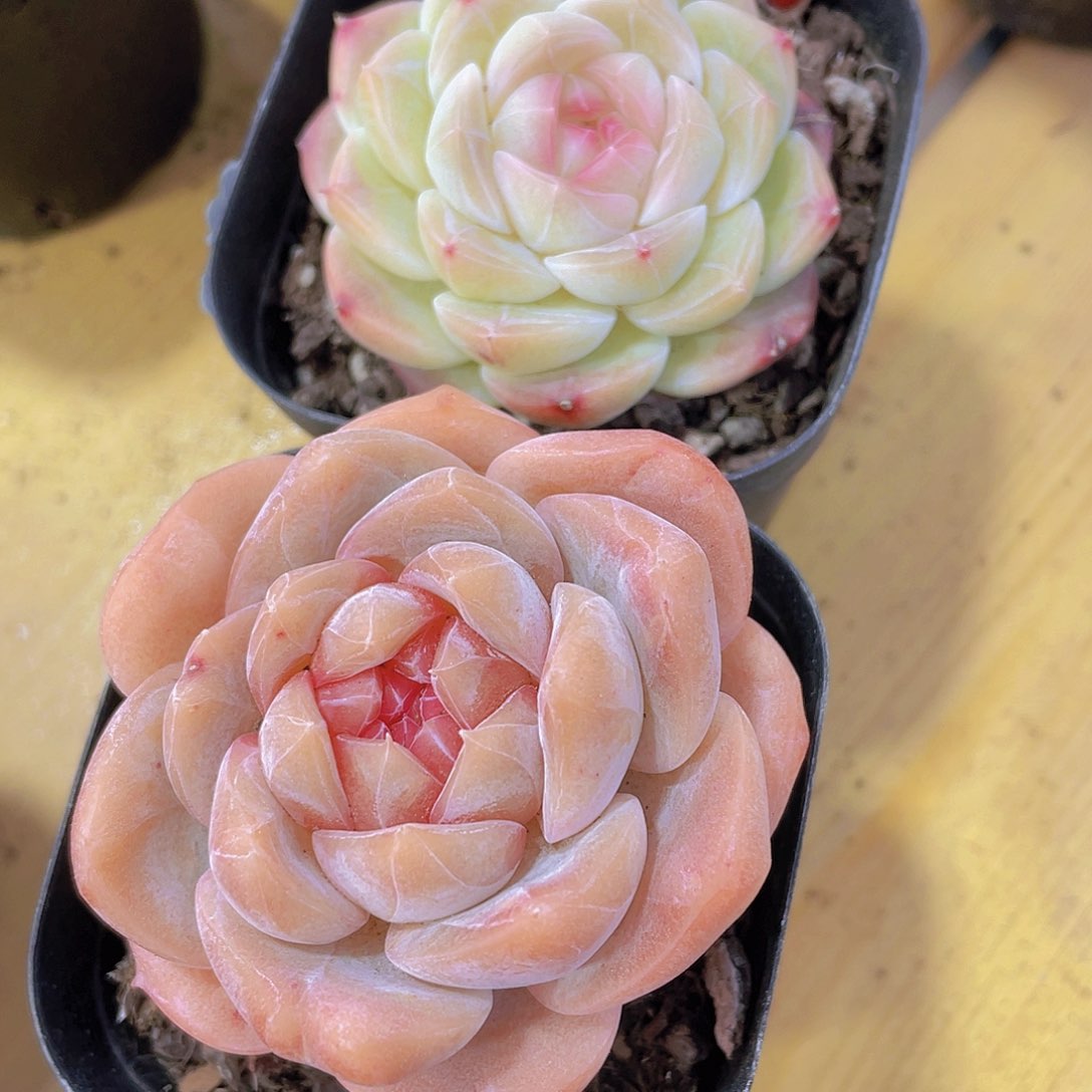 1473号 天花板白桃加珍妮