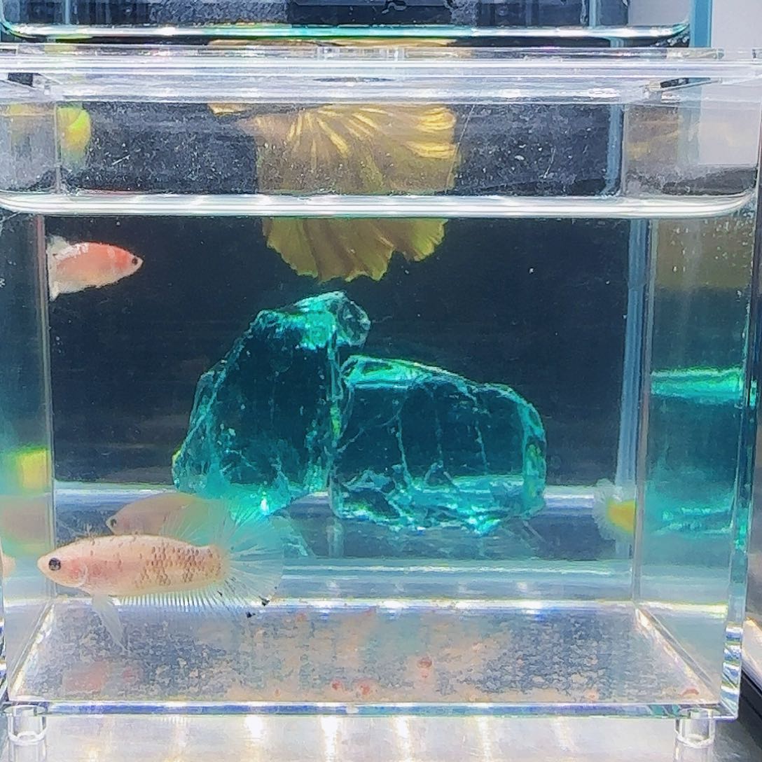 斗鱼活体观赏鱼好养耐活