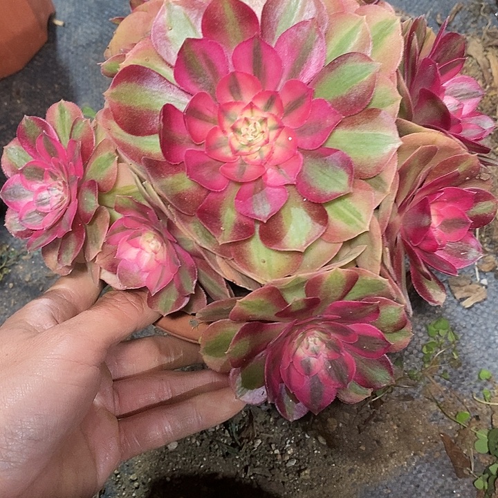 多肉植物保护研究所