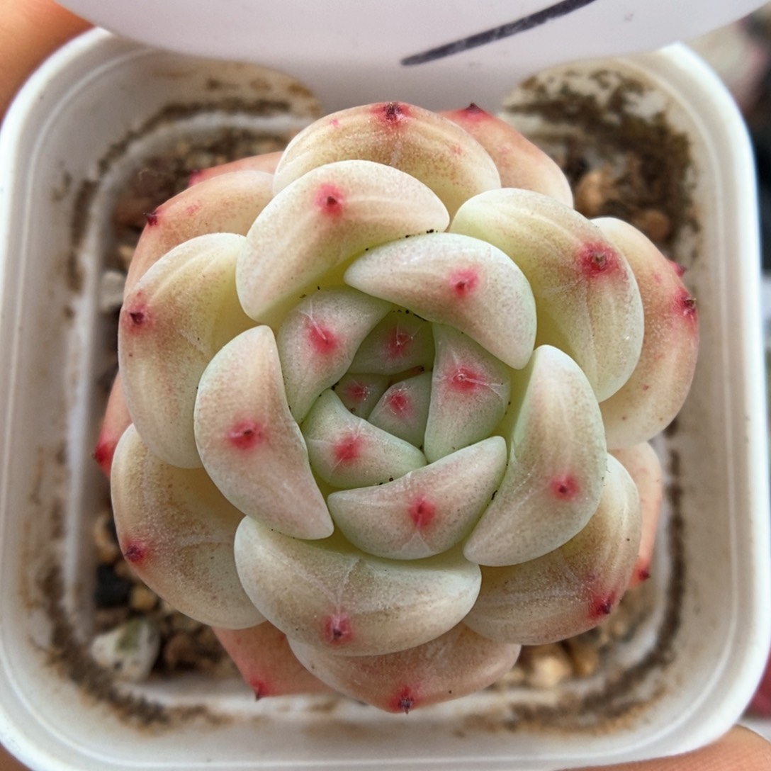 蜜糖甜心可拍703号