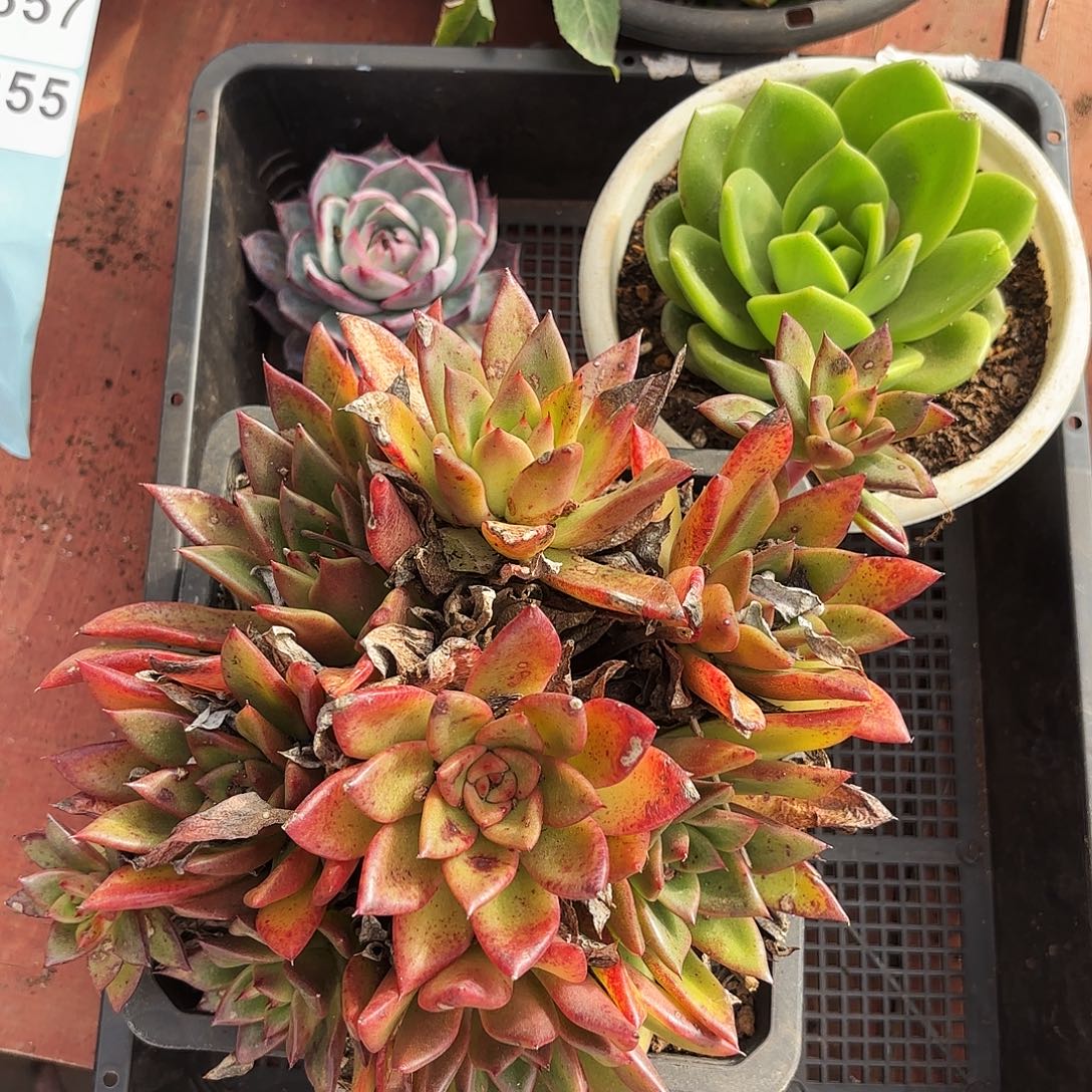 多肉植物空牌353号