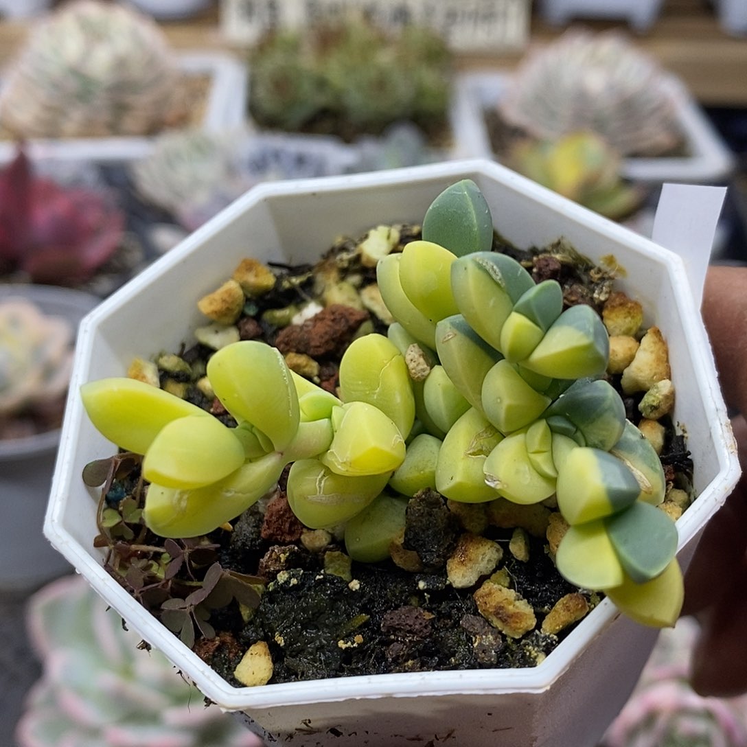 2876 鹿角海棠锦