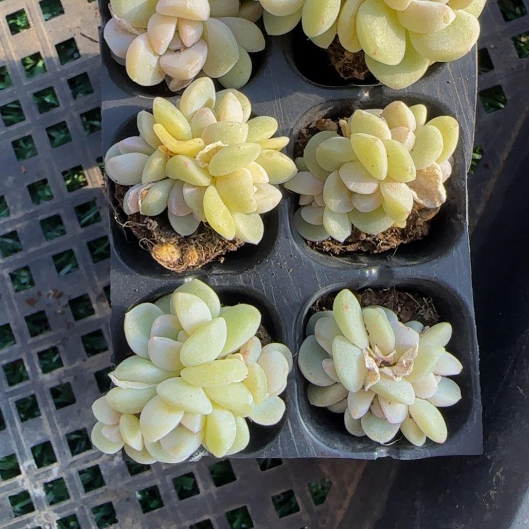 栗****一组琥珀冰玉群6颗特价