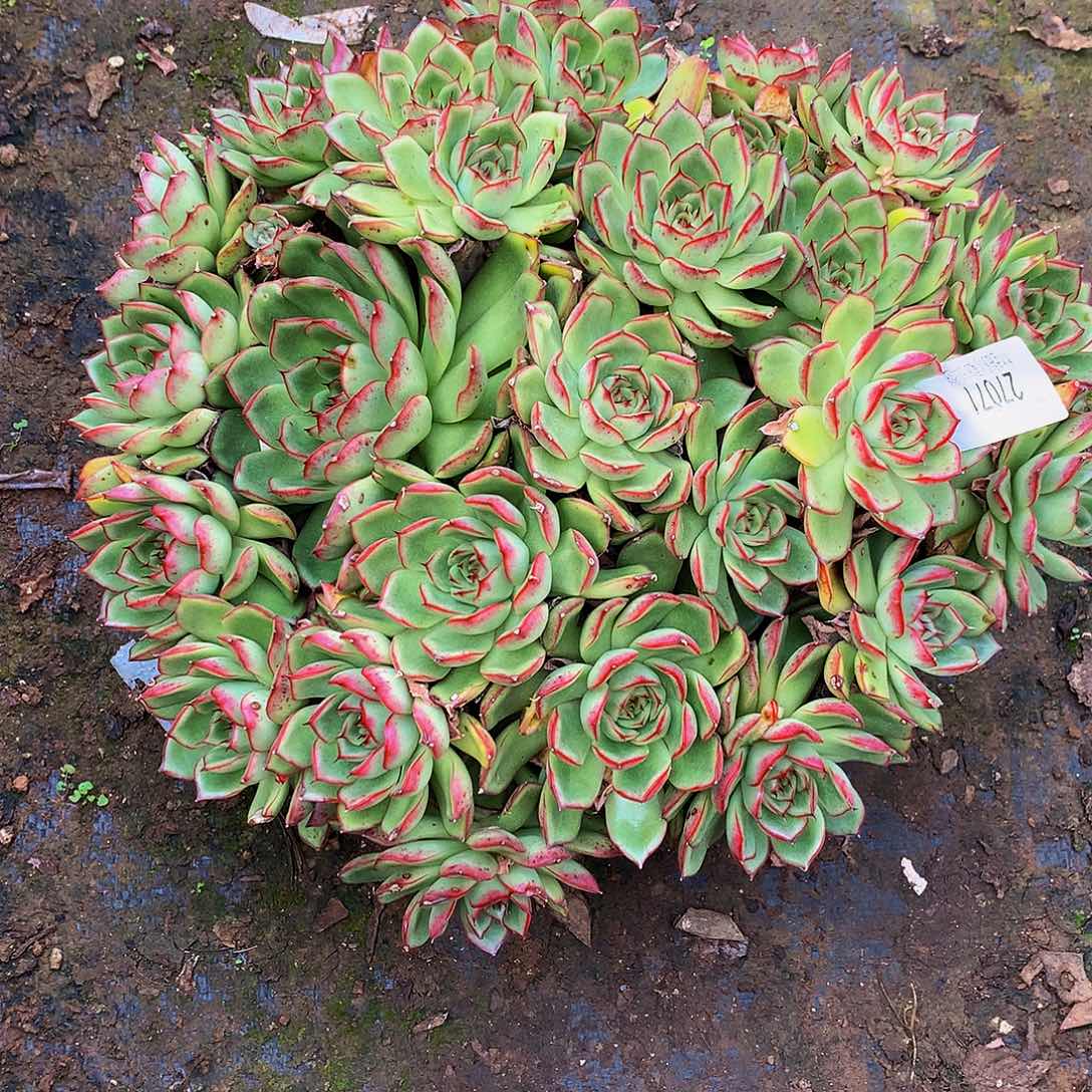 温***范    萤火虫多肉27071