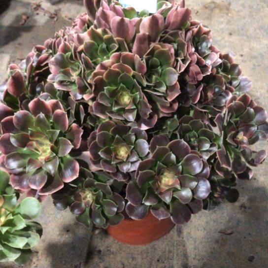 遇***开无花朵香妃法师多肉植物205号