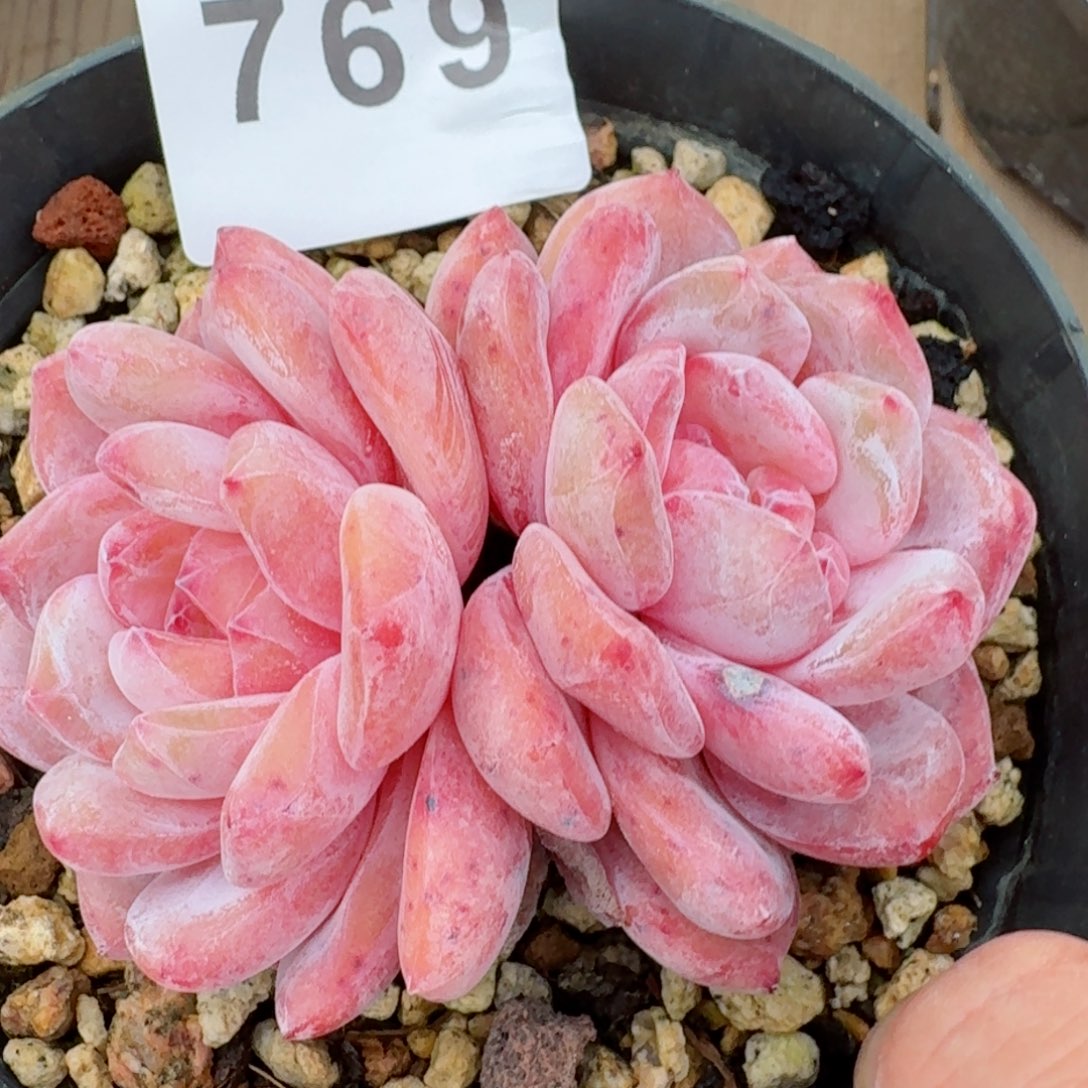 雪之魄      多肉植物开播福利捡漏