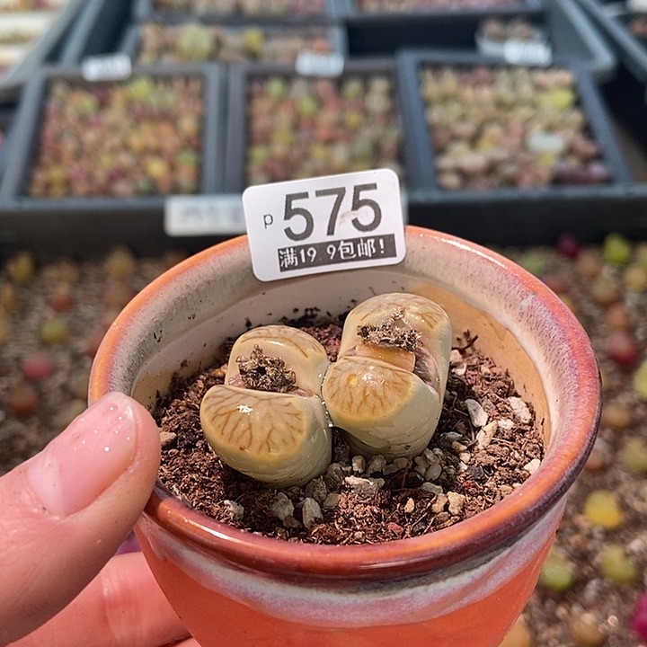 大舅生石花肉锥多肉575