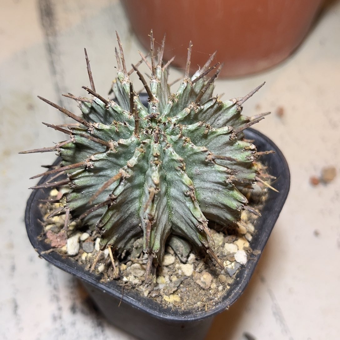 薄叶豪刺白衣魁伟玉仙人球