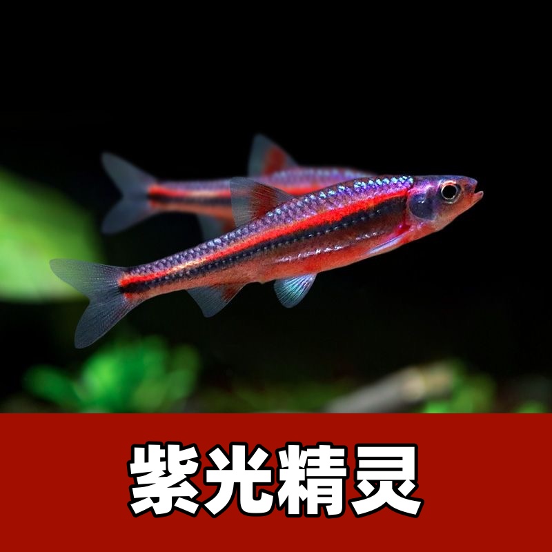 【渔扬水族】紫光精灵鱼淡水鱼灯科鱼热带观赏鱼鱼缸耐活冷水鱼