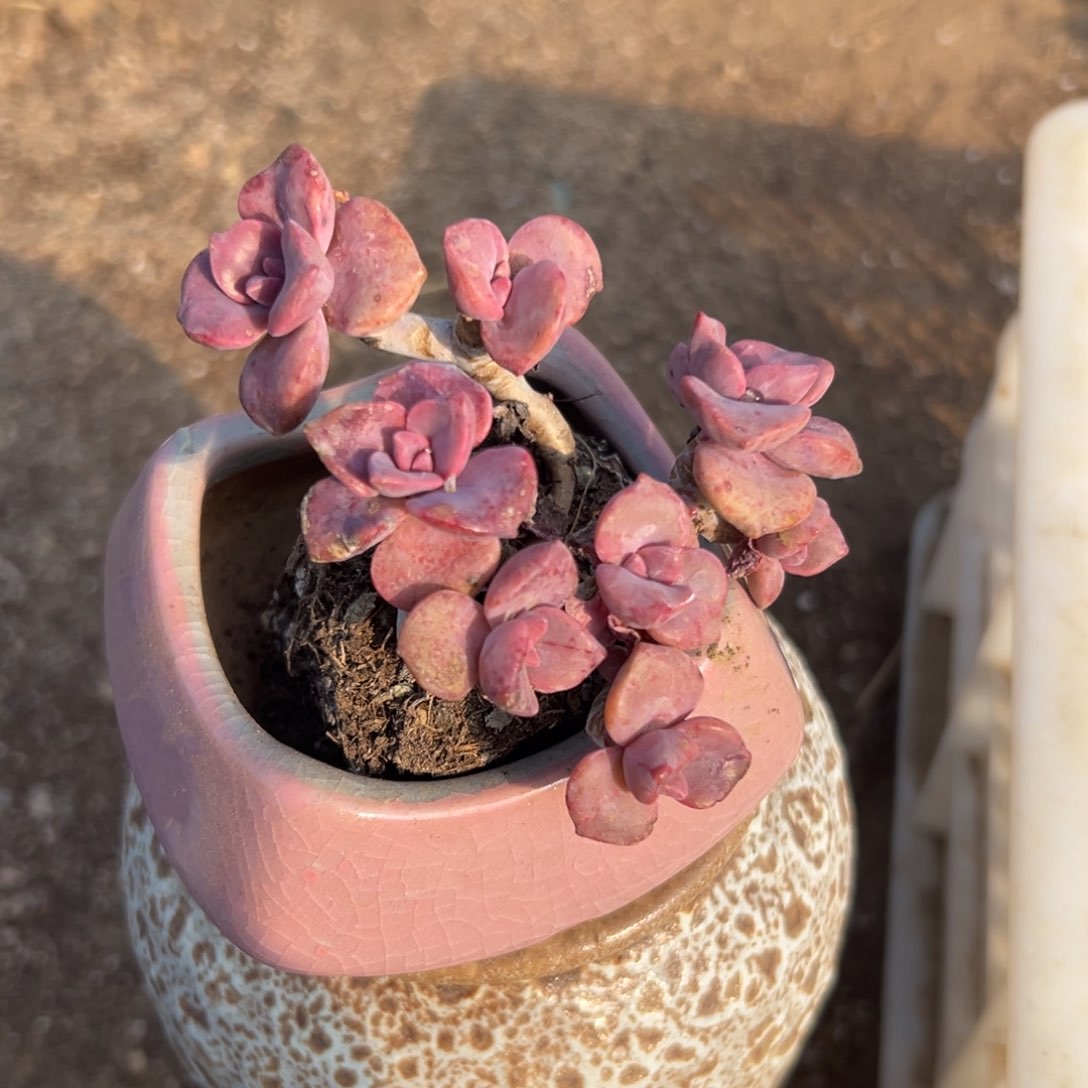 多肉植物彩虹糖小老庄