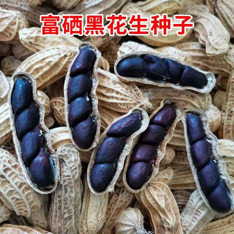高产黑花生种子带壳富硒黑花生黑花生农家自选大田播种黑紫花生种