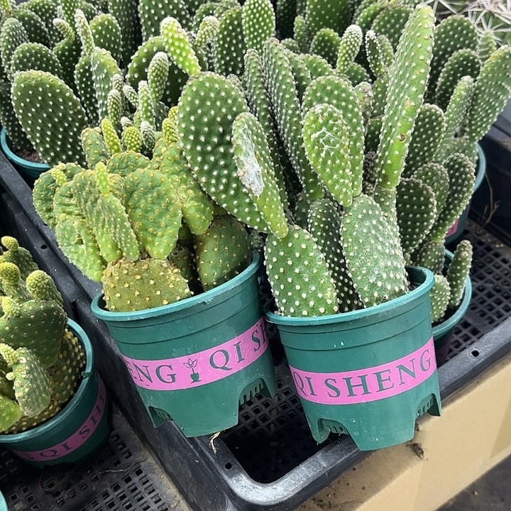 白天使➕黄毛章组合