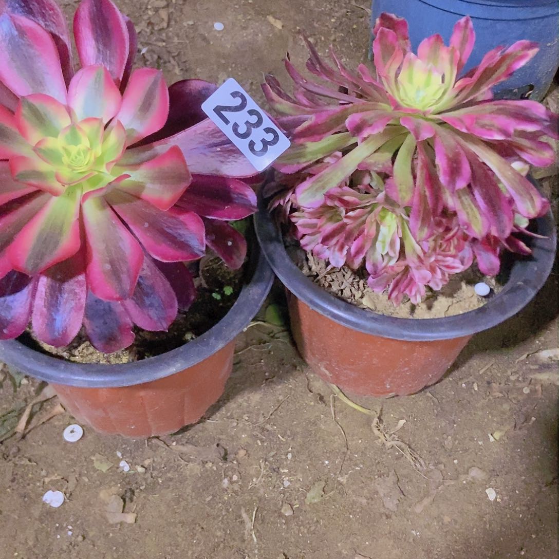 233两个老庄朵朵特价不周正