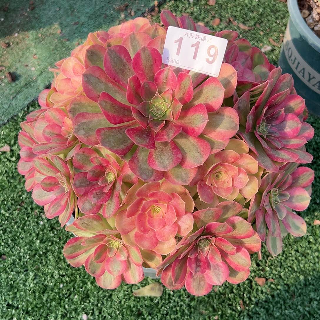 无花朵来***?119雨荷法师