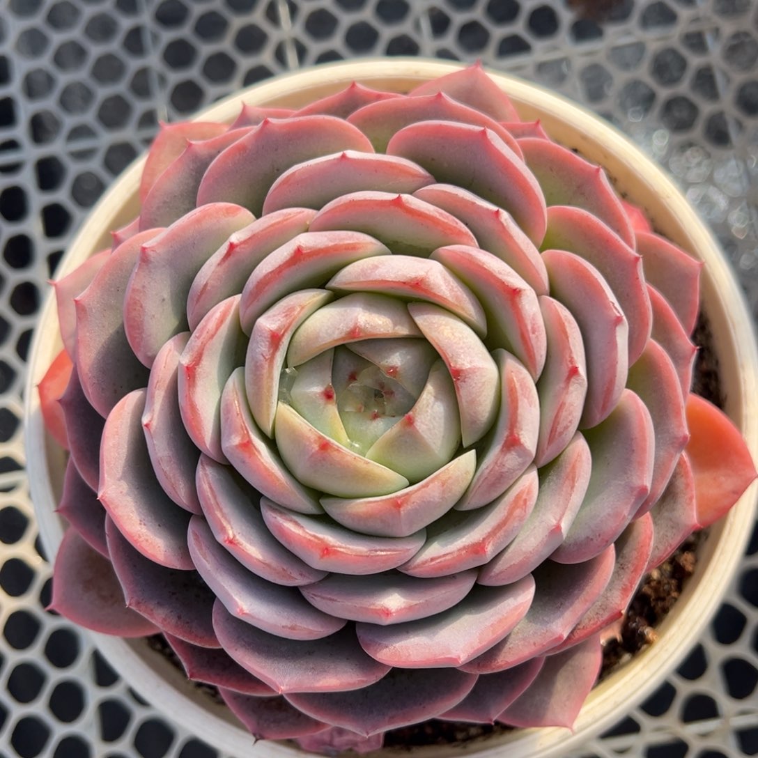 雪媚娘美肉多肉植物