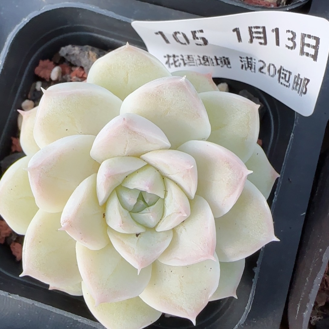 花语逸境0113-105白胖子